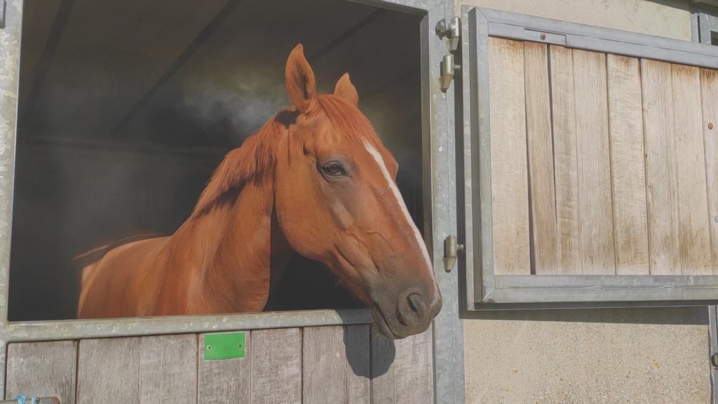 Brumisation pour les chevaux