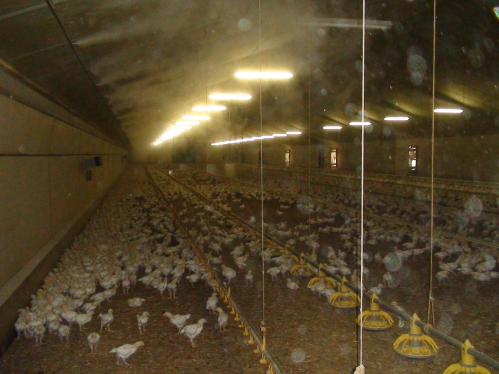 Élevage de poulets